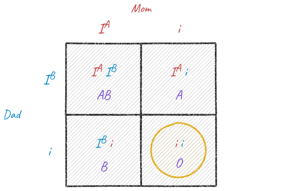 Punnett square: mom IAi and dad IBi give children AB, A, B or O.