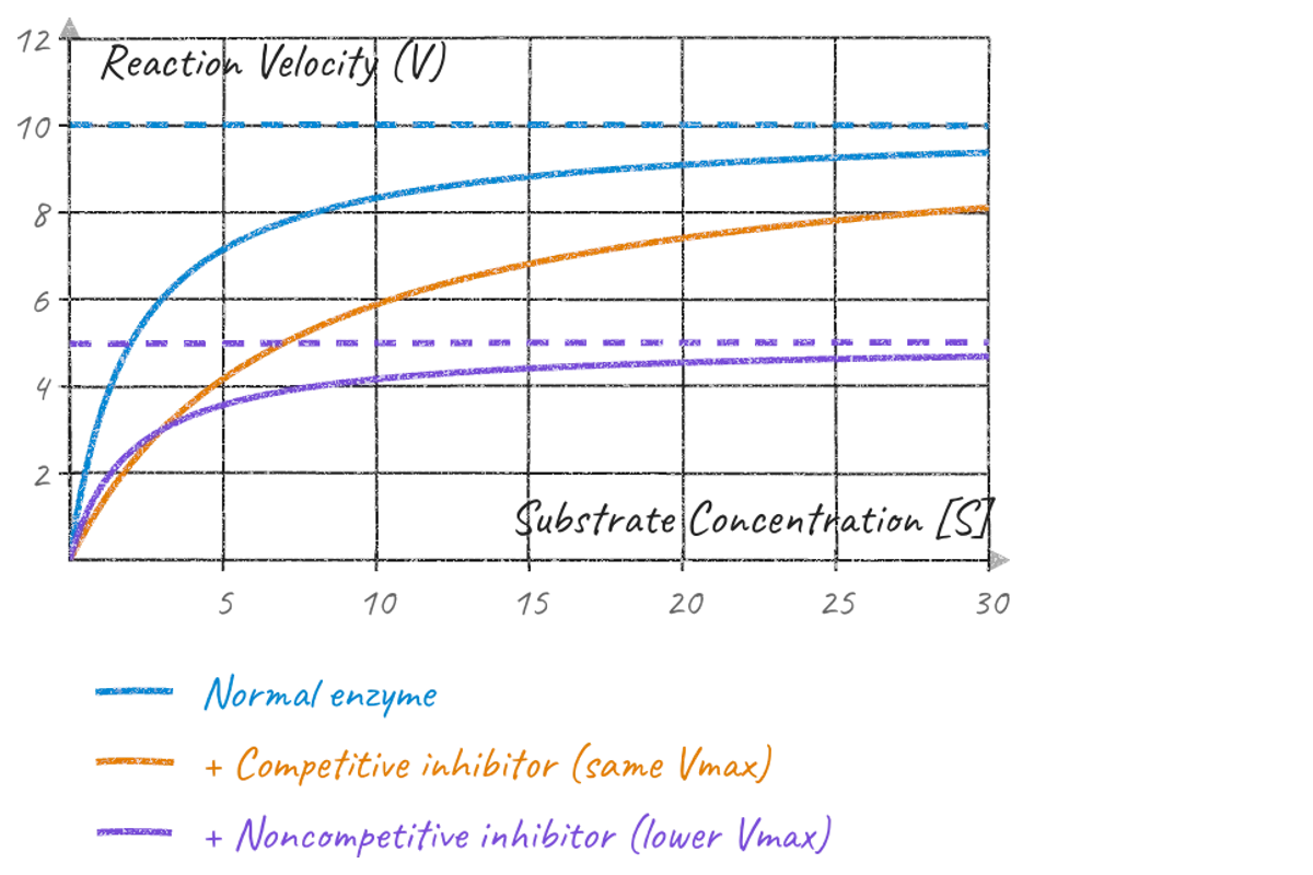 Reaction velocity against substrate concentration for a normal enzyme, a competitive and a noncompetitive inhibitor.